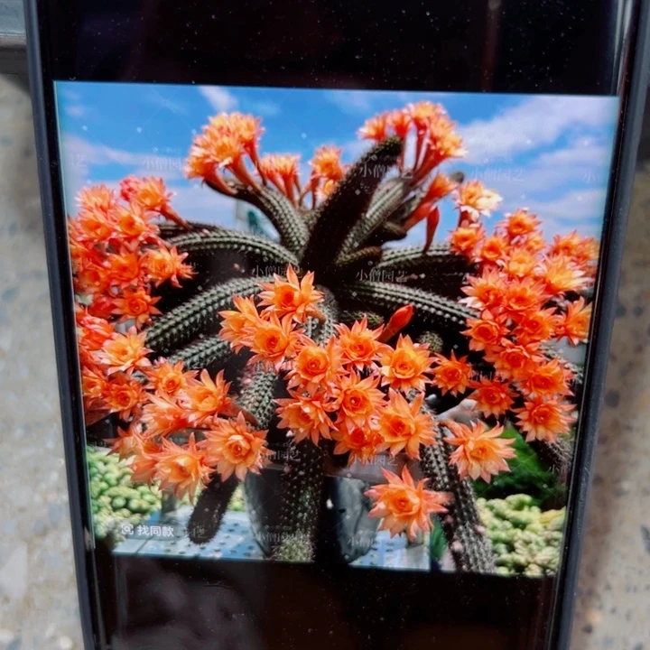 23垂钓金妞6个无根侧芽10公分以上20包邮