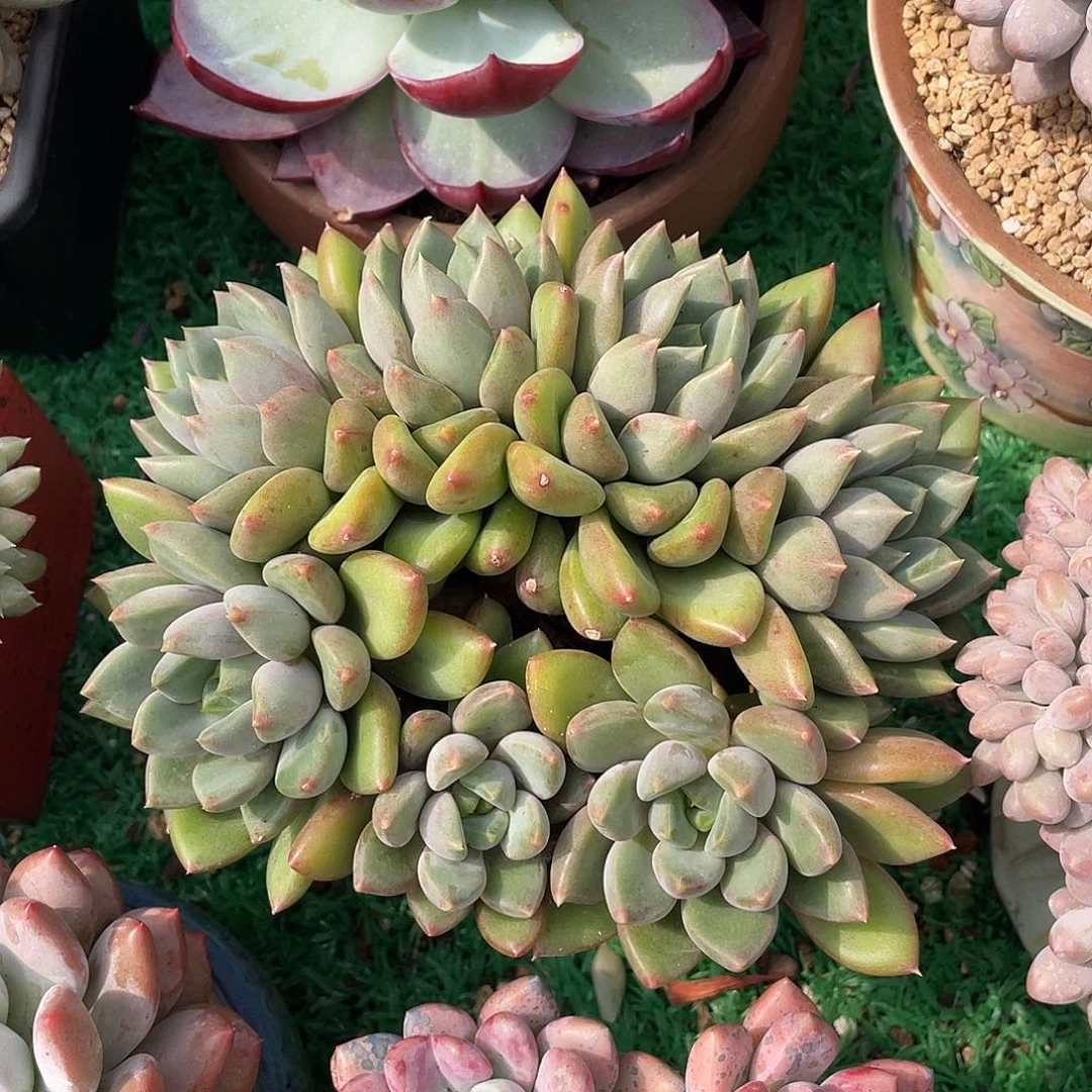 四头无砍朵朵缀红象牙多肉