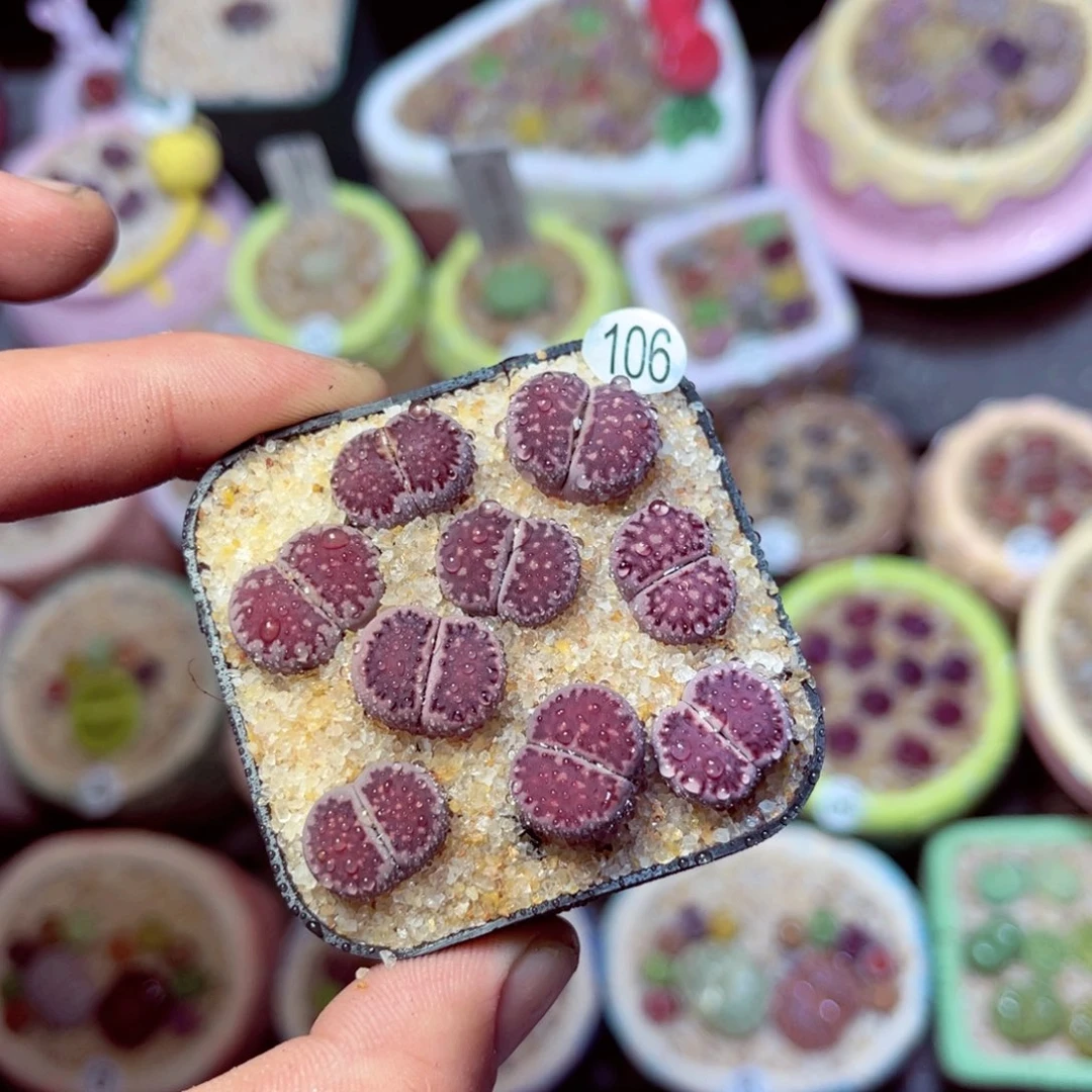 106生石花带盆发