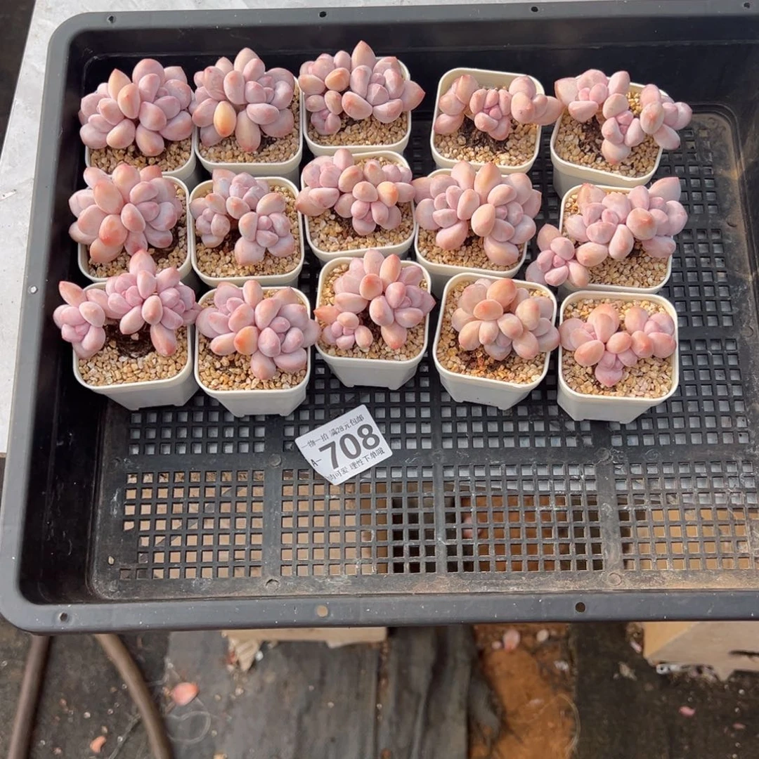 心****师香水奶多肉多肉多肉多肉多肉