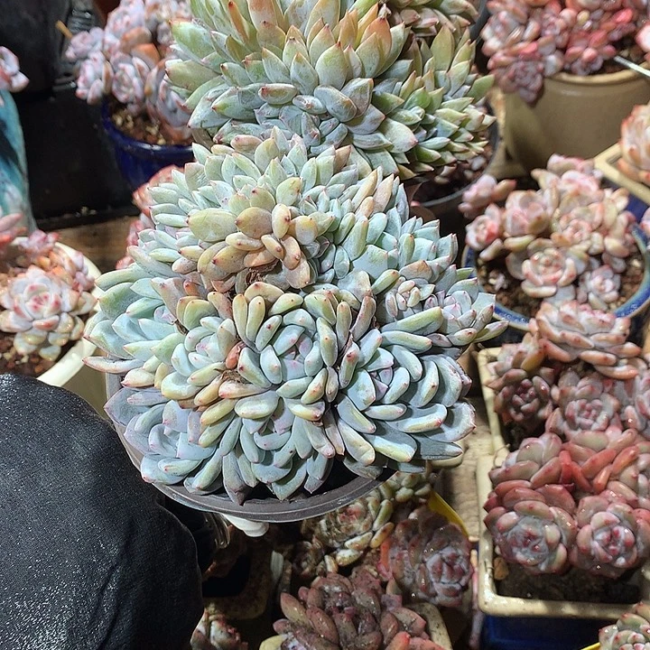 菠萝蜜哈哈哈哈哈