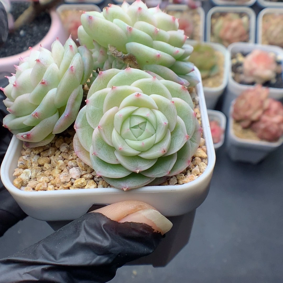 多肉植物。 糖心88