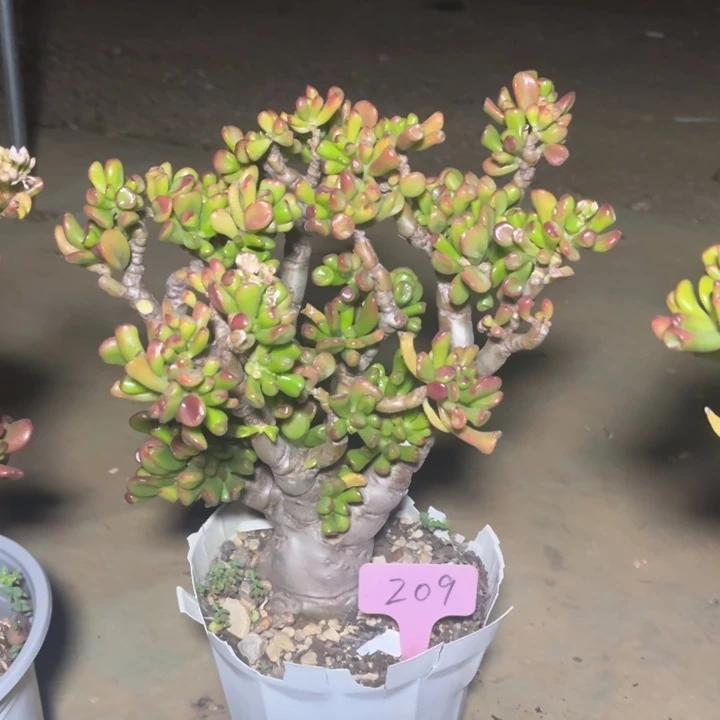 吸财树多肉植物209