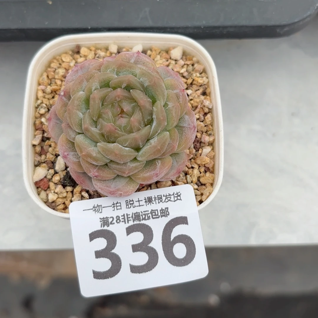 白恋单头无盆土发货