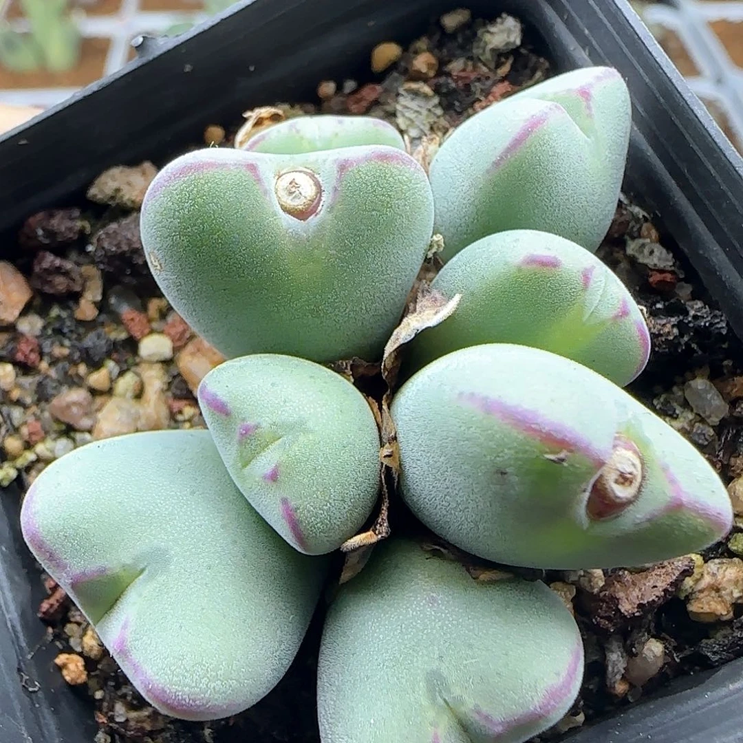 脱土年后发货24296