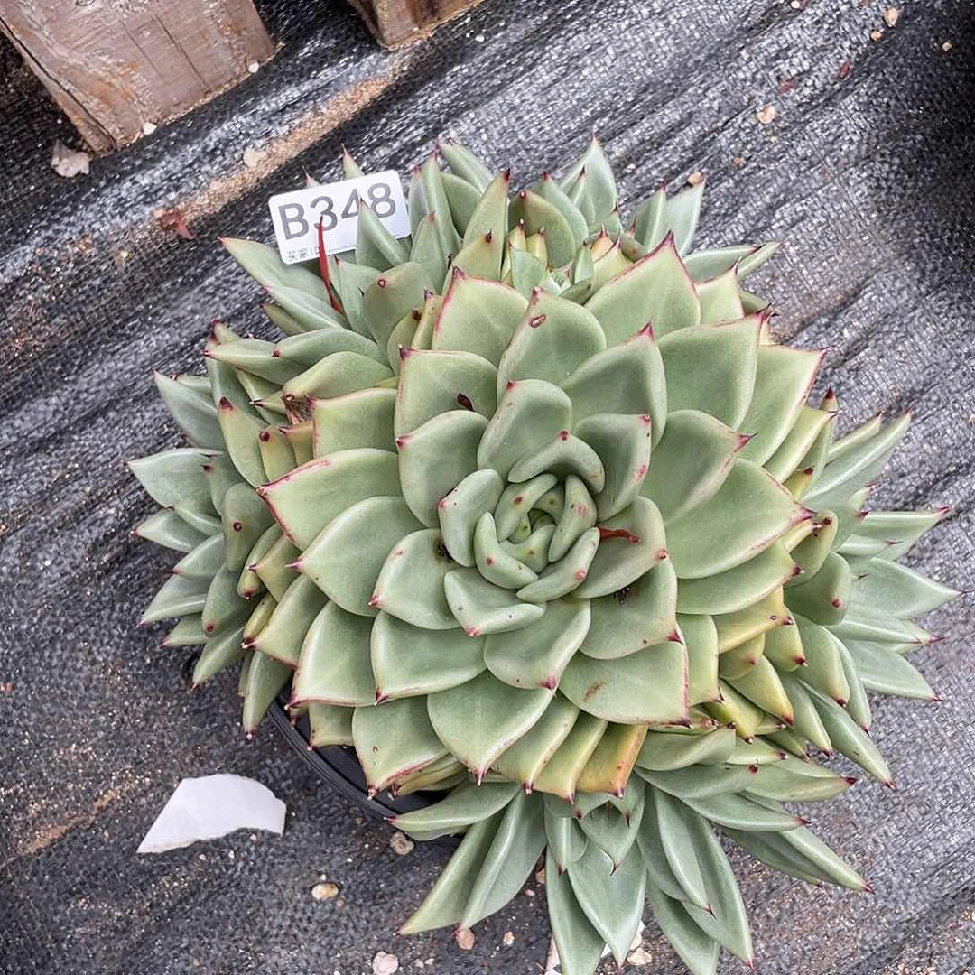 若如东云单拍B348