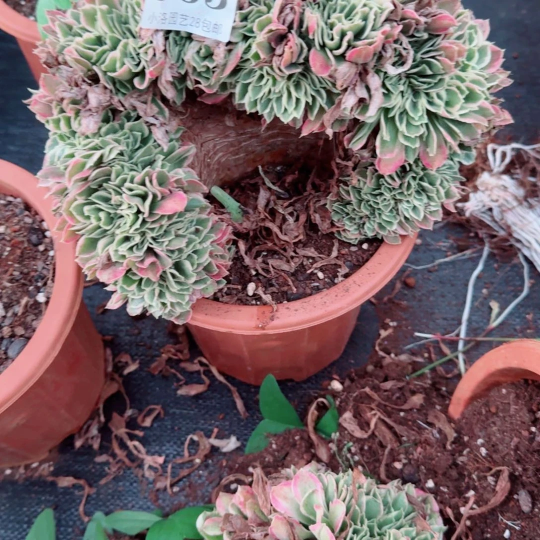 865白凤缀化多肉植物满28包邮