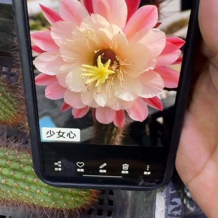 9金妞少女心歪6公分左右无根侧牙，20包邮