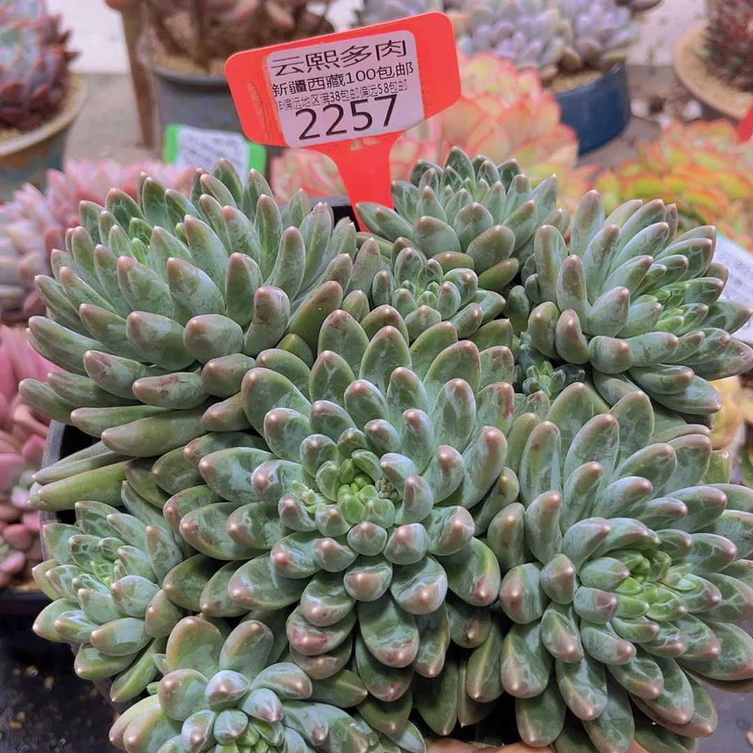 2257雨花石多肉植物