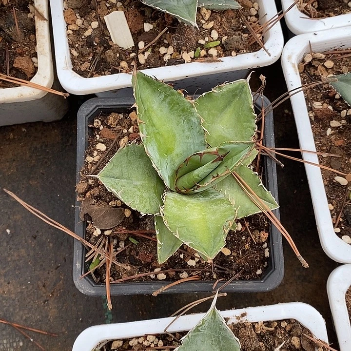 完美主义者勿拍蓝肌