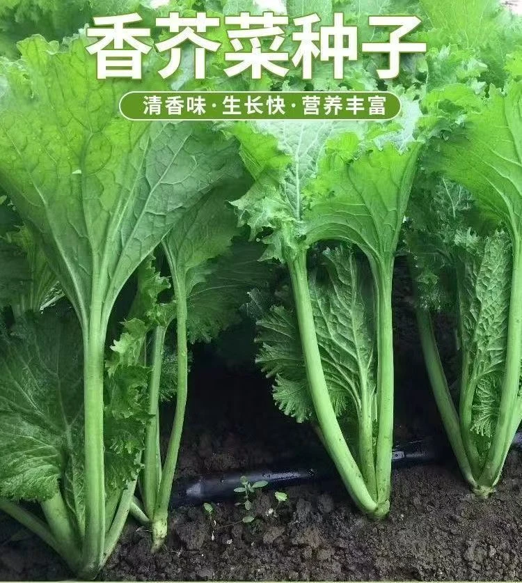 【香叶芥菜种子】四季种植盆栽地栽阳台小院种植口感清香