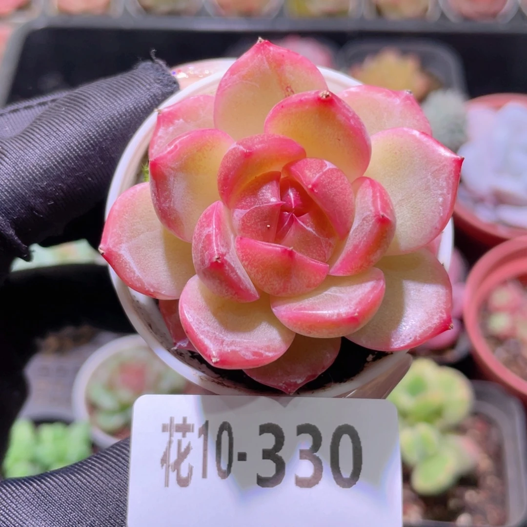 花利美10-330福利珍妮