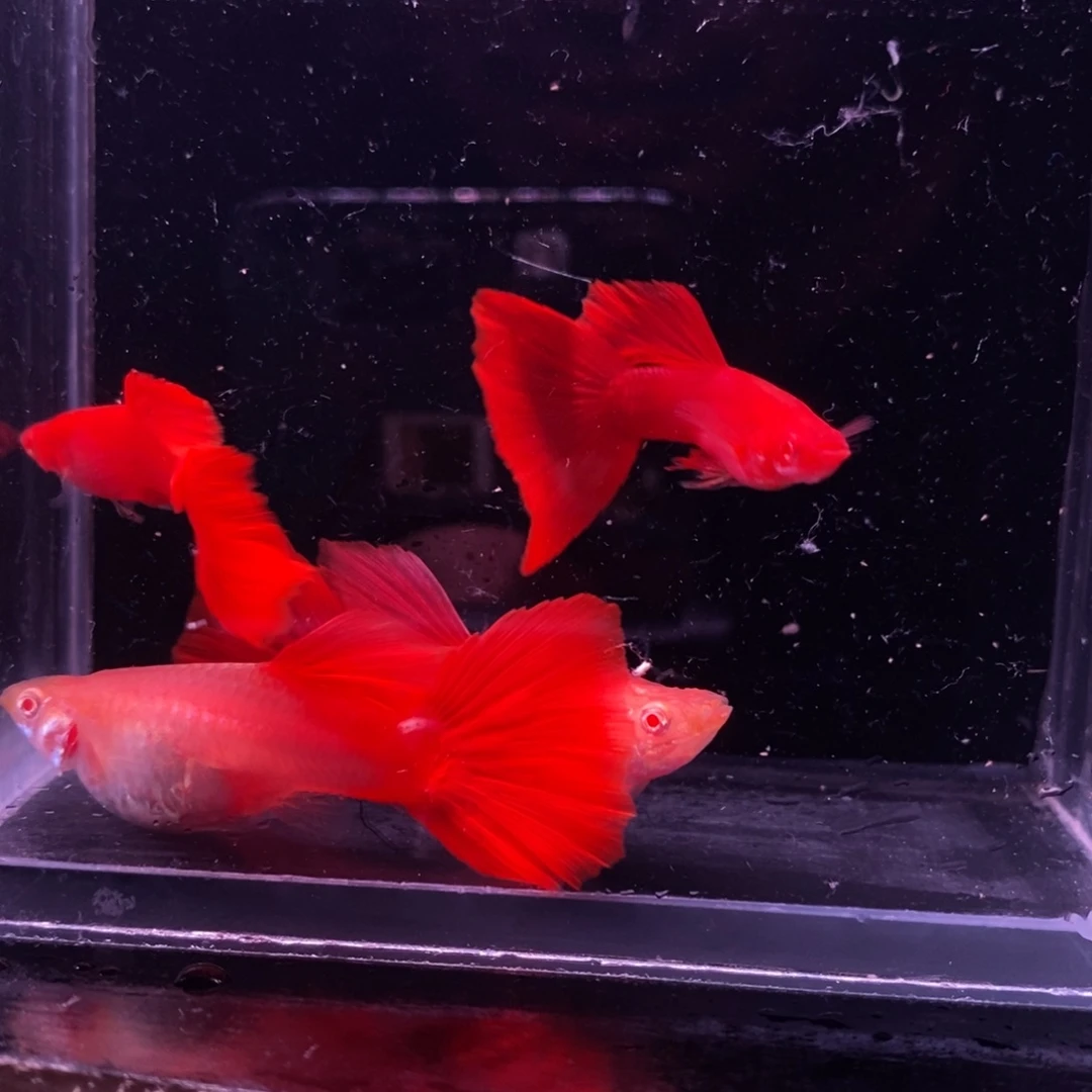 孔雀鱼极品血红两对