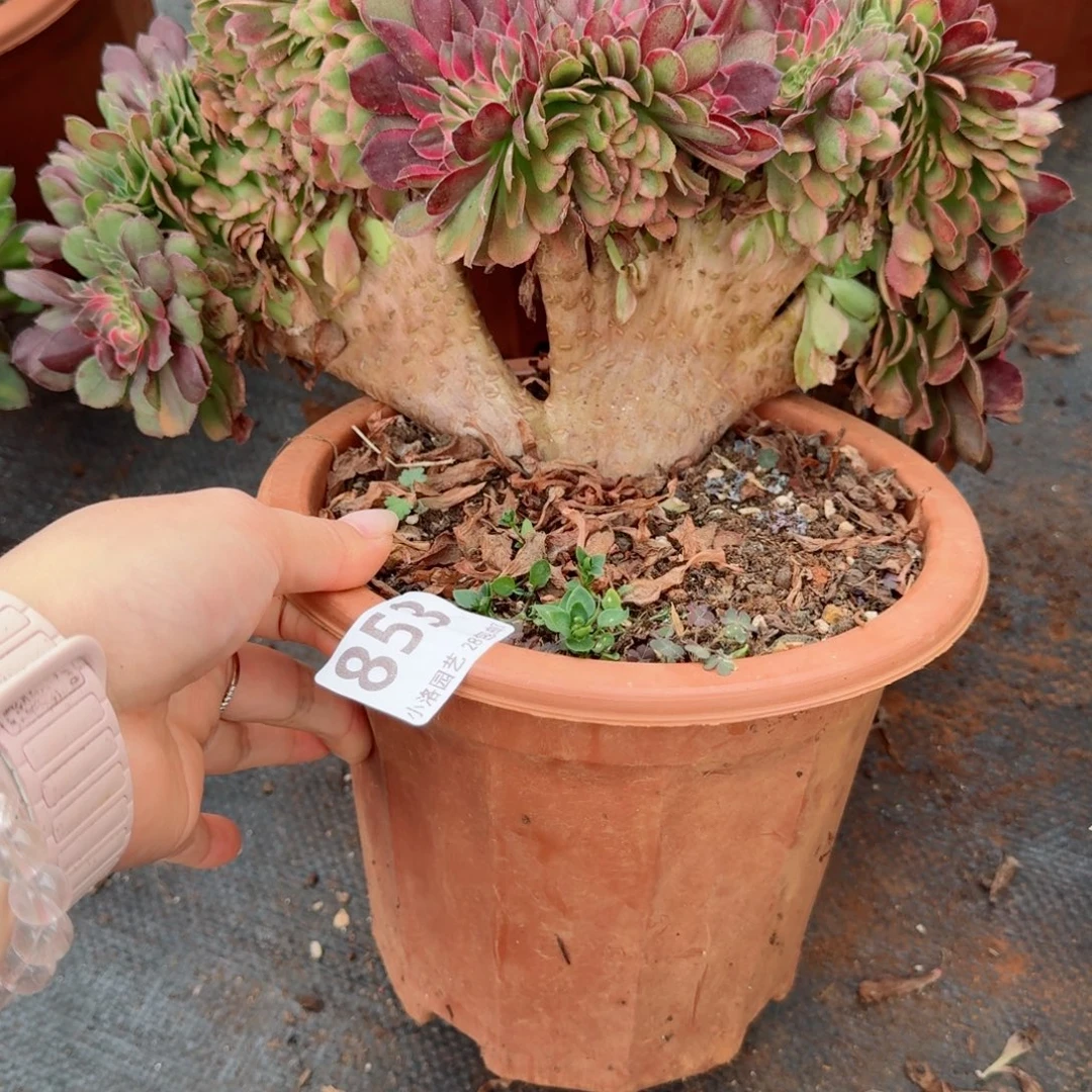 853荔枝缀化多肉植物满28包邮