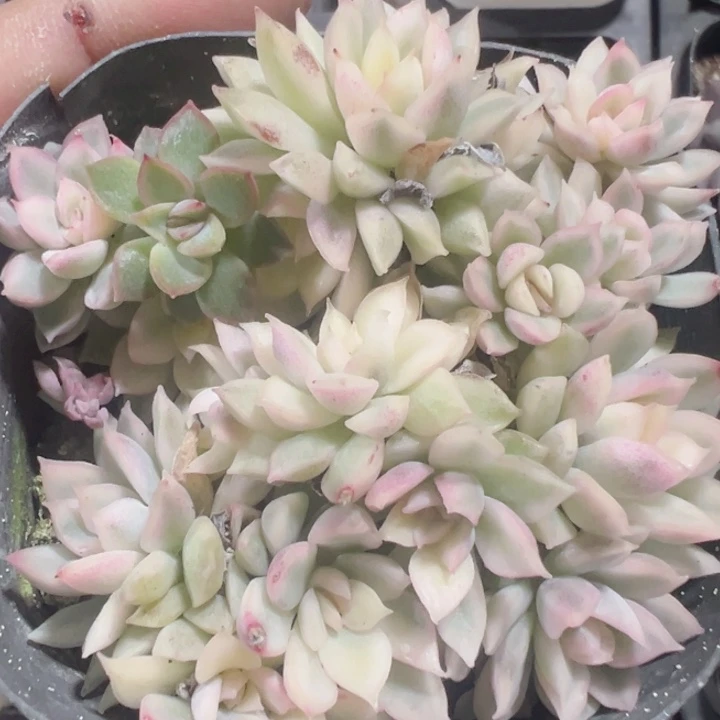 女雏锦精品多肉植物