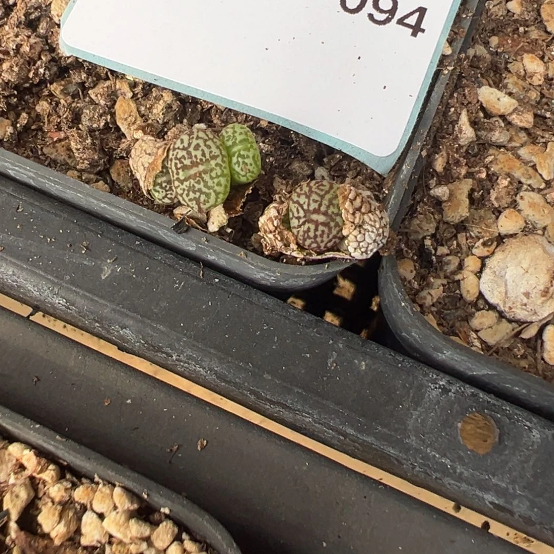 5-94量拍墨一颗。多肉