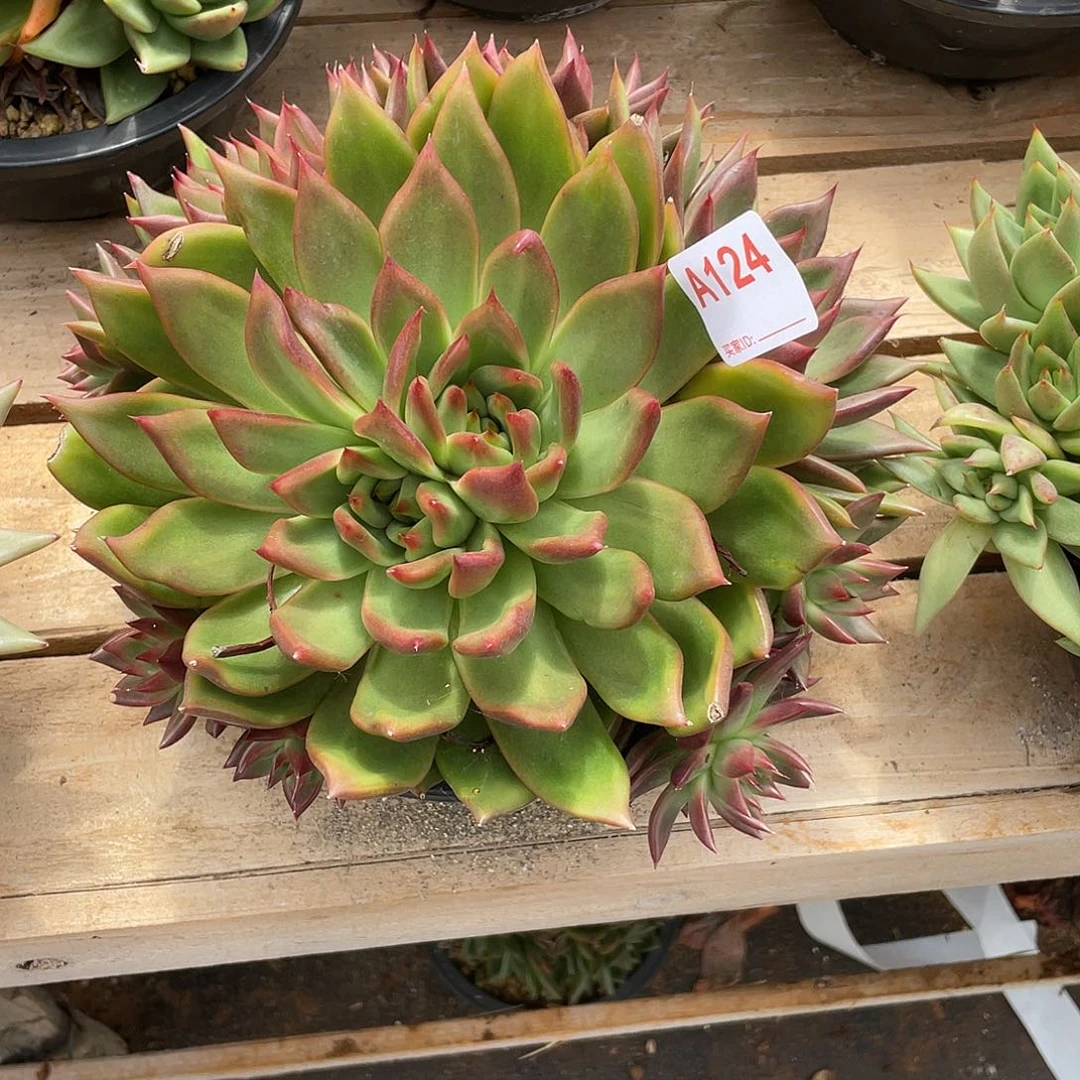 若如东云单拍A124