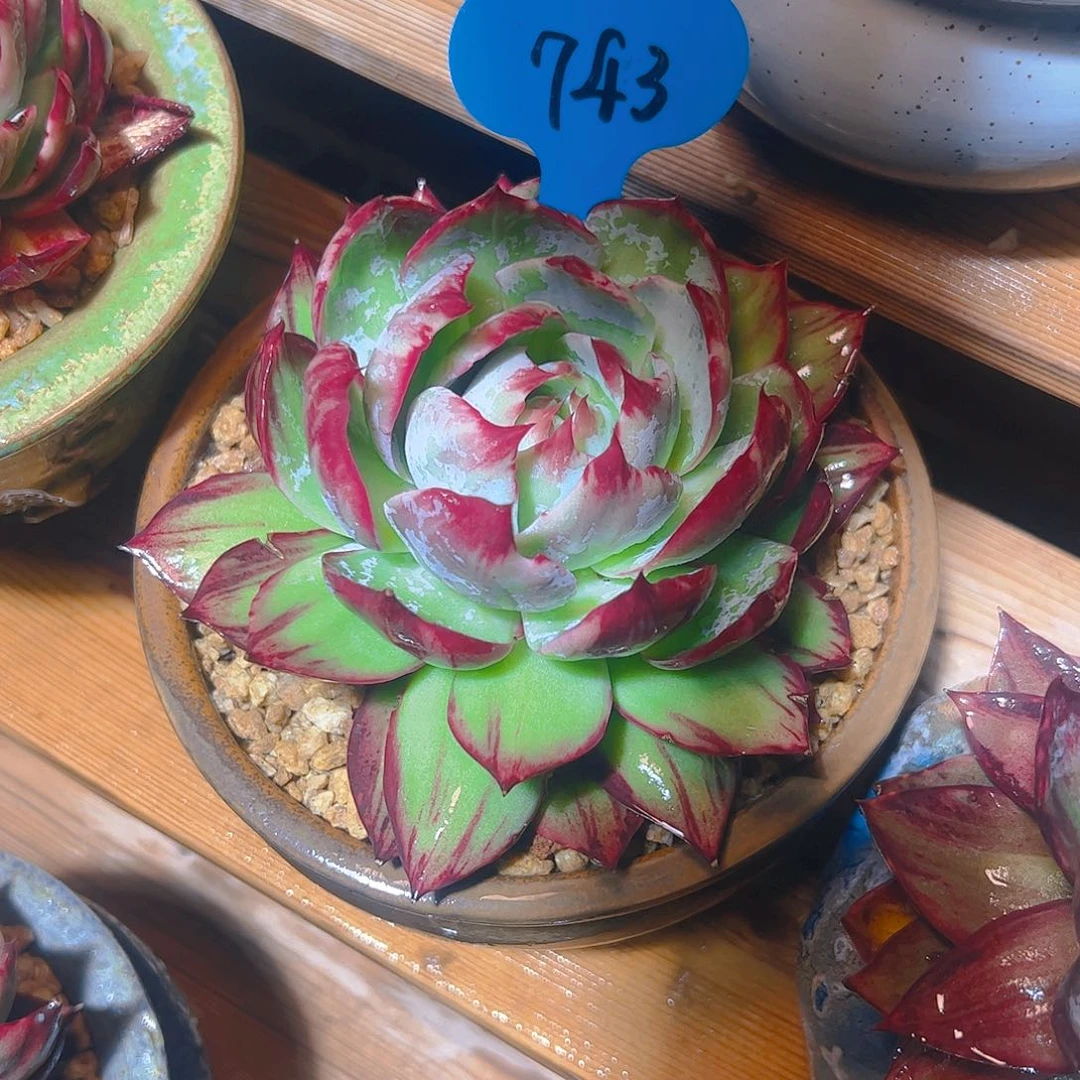 小****飞惊鸿仙子一物一拍743号