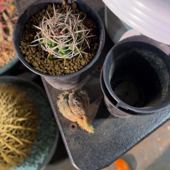 葉***深精品小猫和碧玉花友