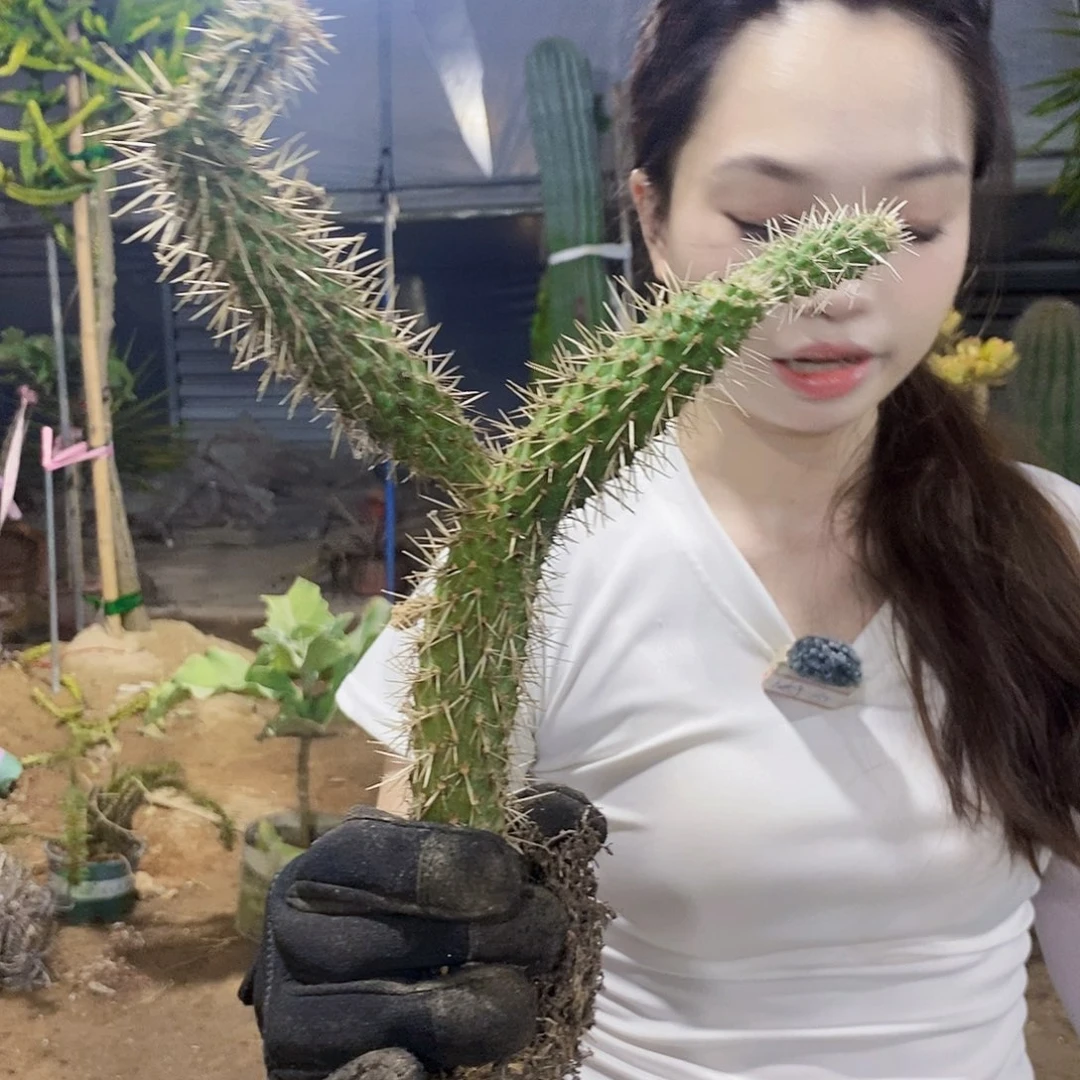 无花朵20泰迪仙人掌带一个手臂