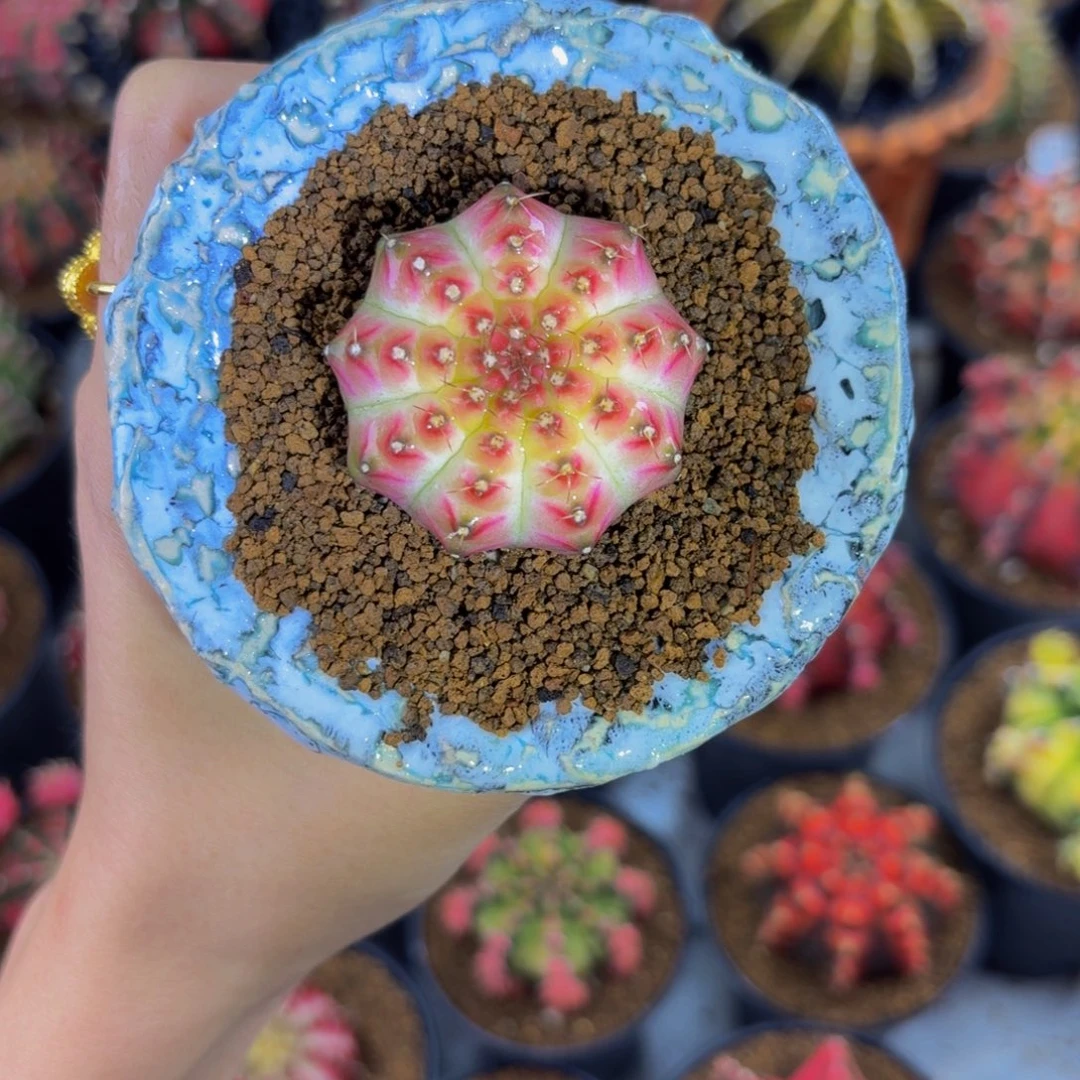 皇室白轮回0000000000008