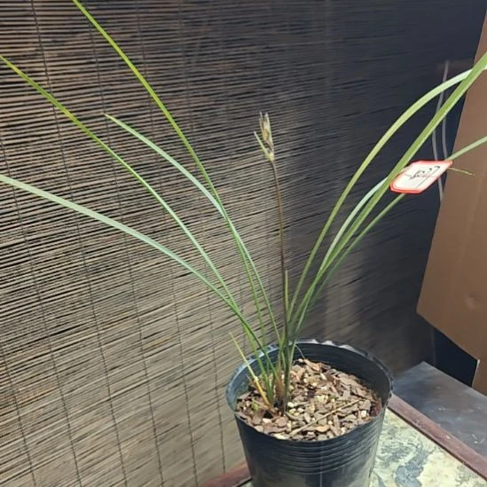 完全开放细叶寒兰1