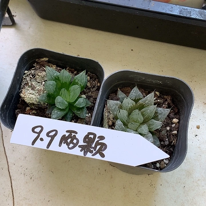 新手福利 一物一拍 带盆土