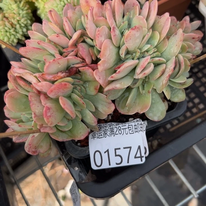 幸运的人会遇到你喜欢你