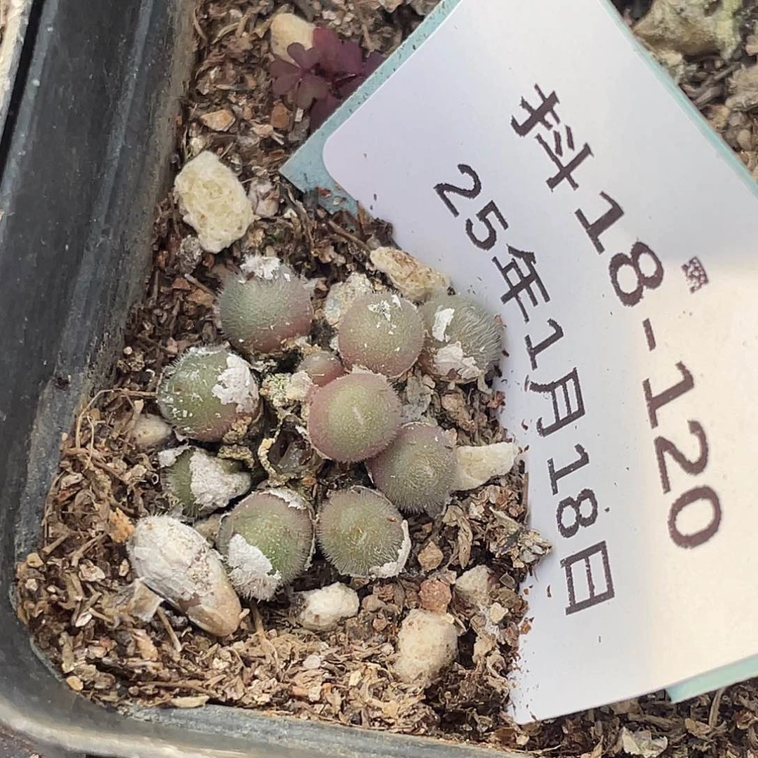 18-120毛球多肉植物