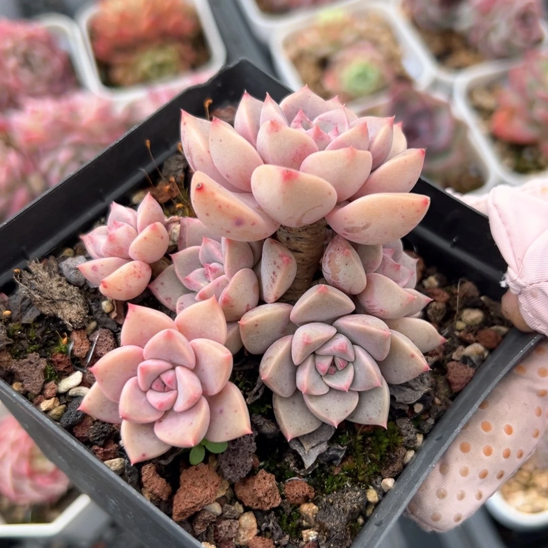 红粉佳人（满38包邮）多肉