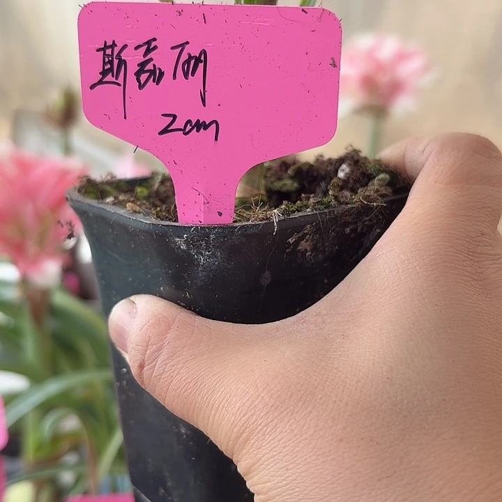 无花朵斯嘉丽朱顶红直径2cm