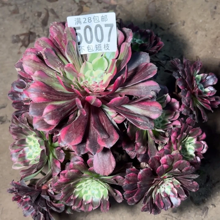 同花顺多肉植物法师5007