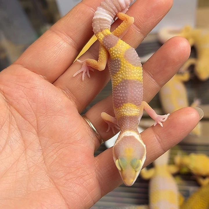 雨***y豹纹守宫110小时加热包加苗