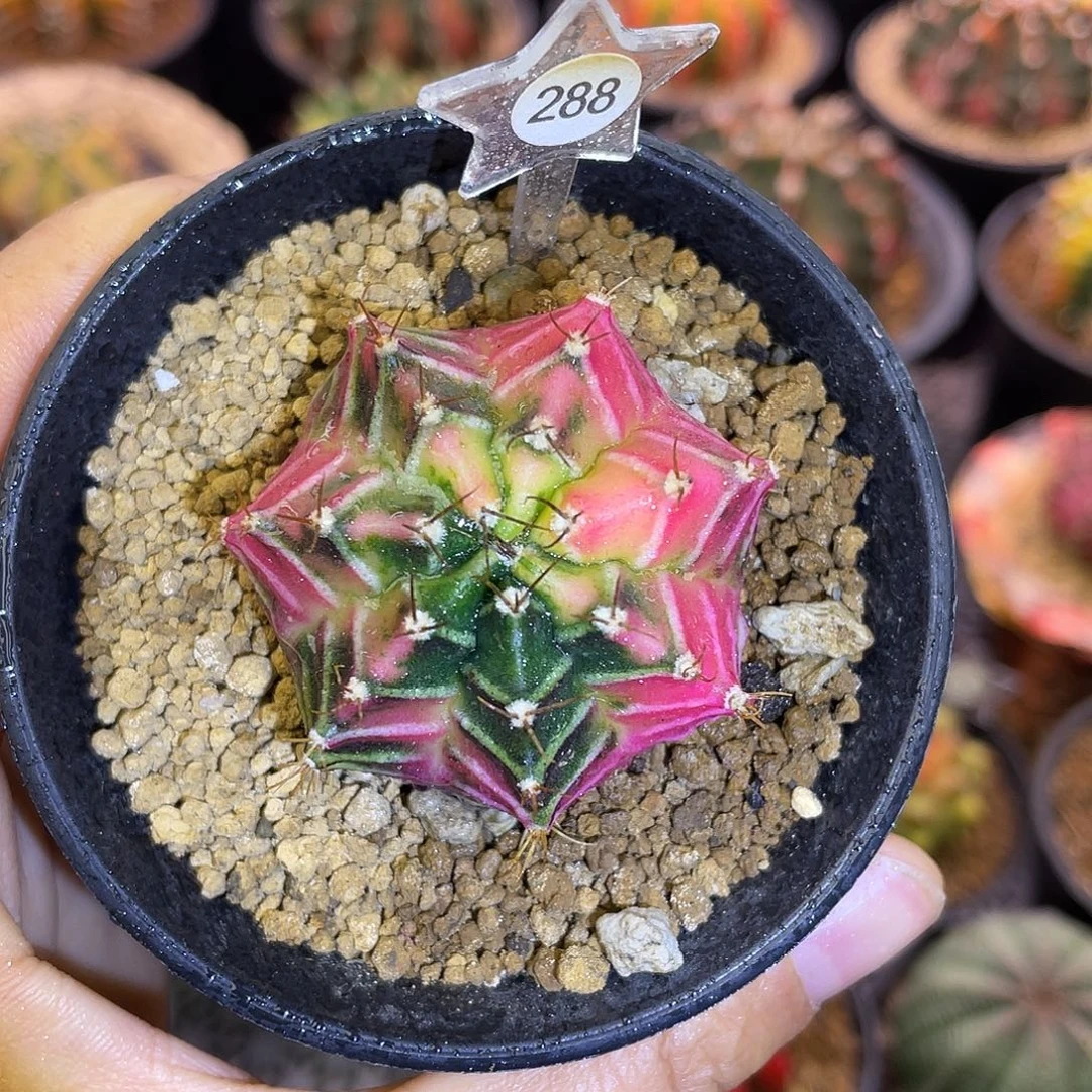 1-288米哈锦4.3厘米