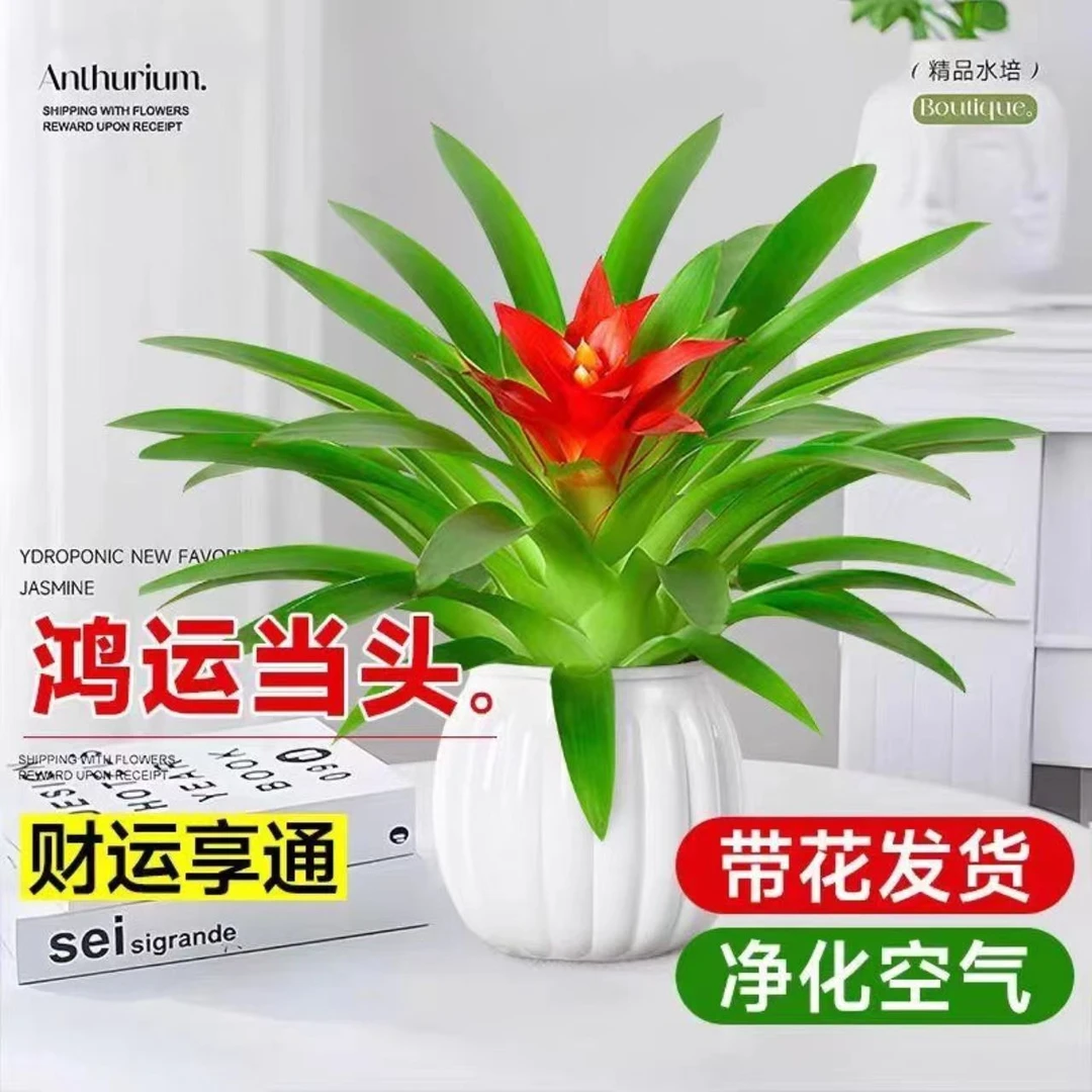 【鸿运当头盆栽】室内桌面植物花卉盆景绿植凤梨阳台办公客厅小红星