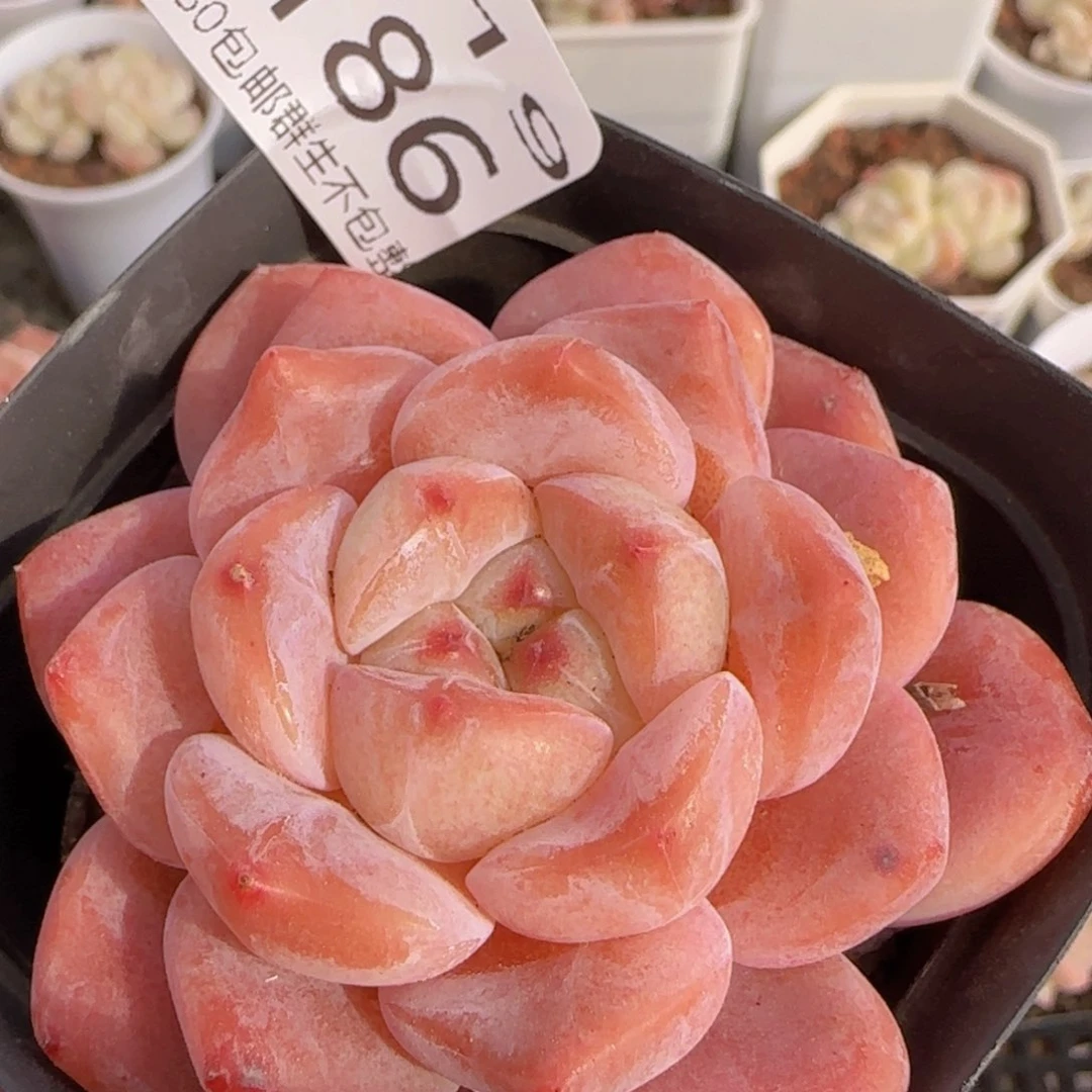 太妃糖单头一颗脱土