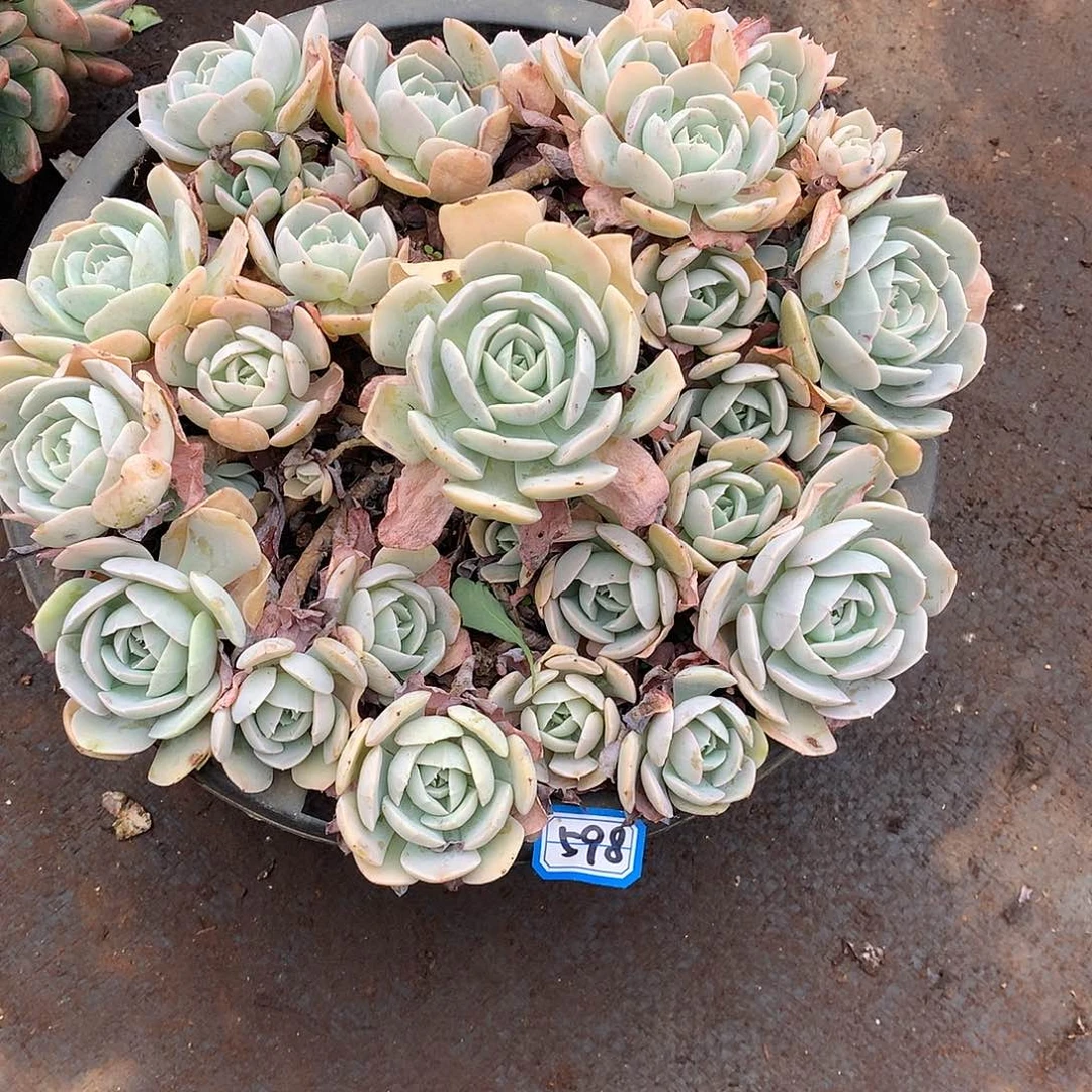 598安娜玫瑰 一物一拍多肉