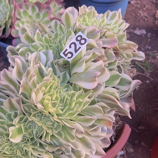 火***妈多肉植物一个