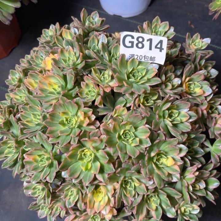 瑞妈多肉1.31.814