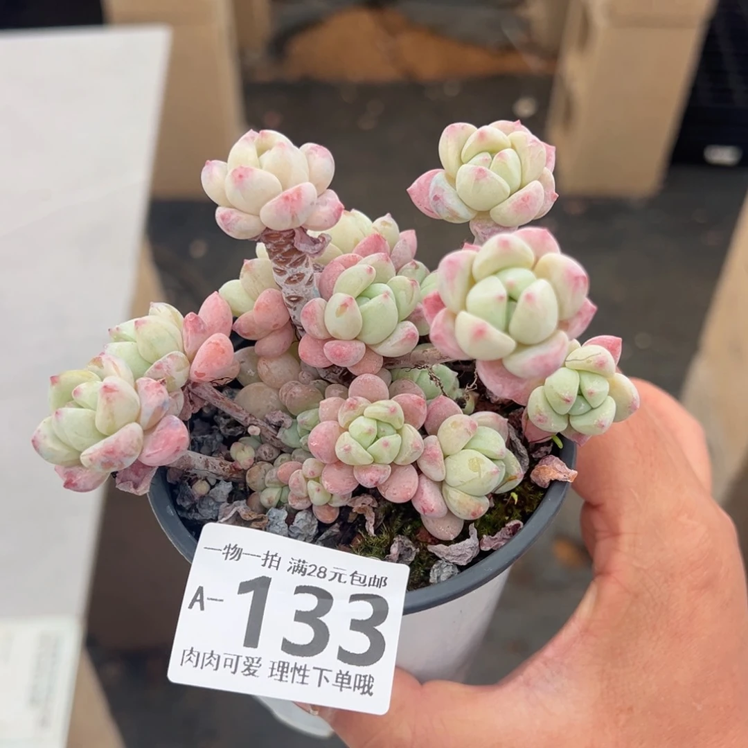粉香水多肉多肉多肉多肉
