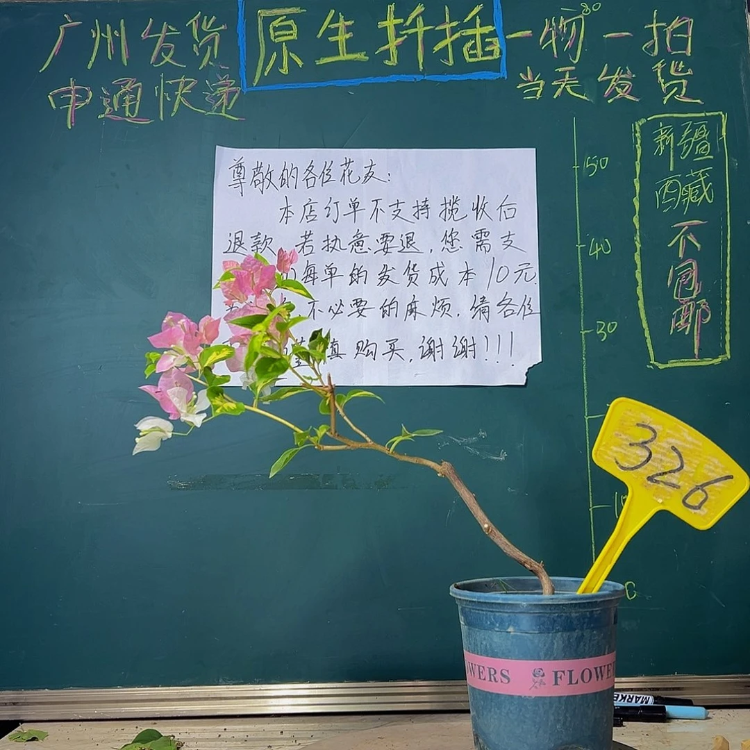当前无花栽培后可以开花金心橙白 造型 326