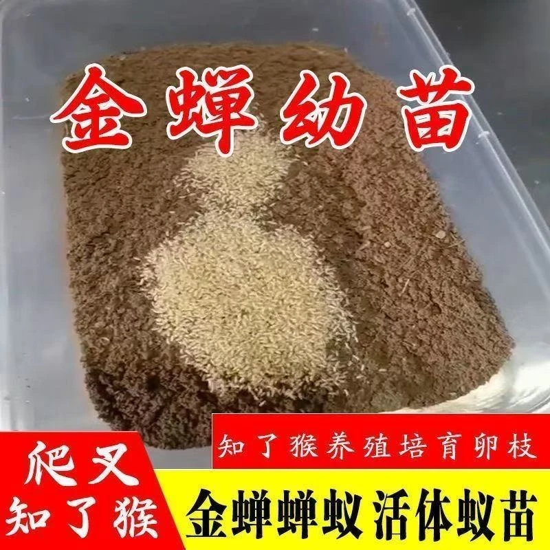 金婵幼苗知了猴种子幼虫蝉蚁猴卵孵化养殖优质卵枝幼苗爬叉虫幼苗