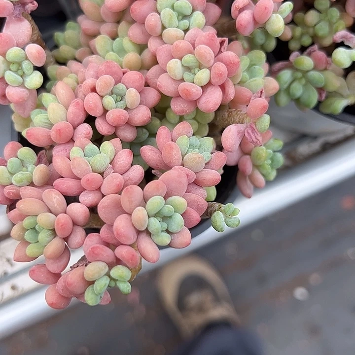鱼子酱多肉植物精品