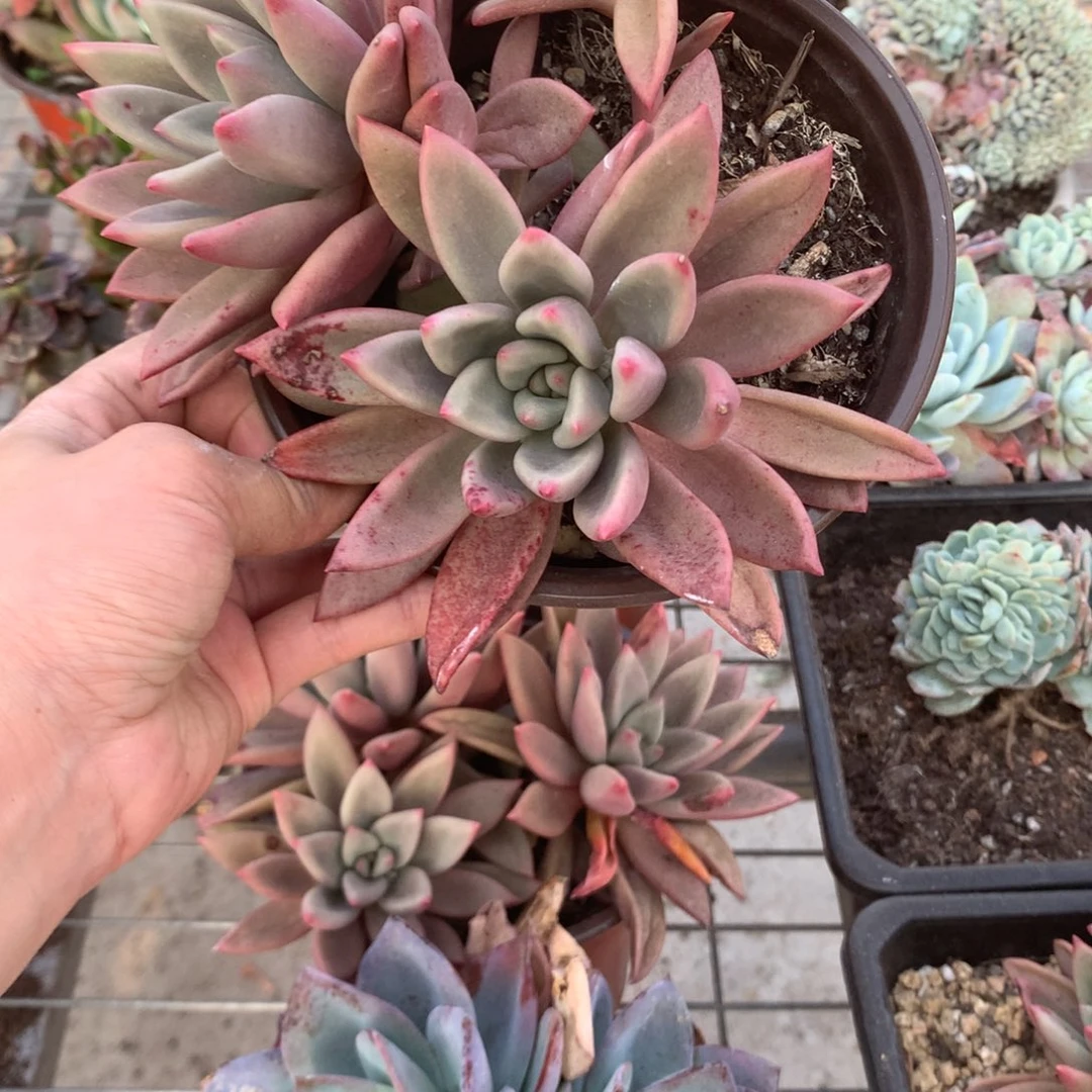 °****°桃花源多肉植物