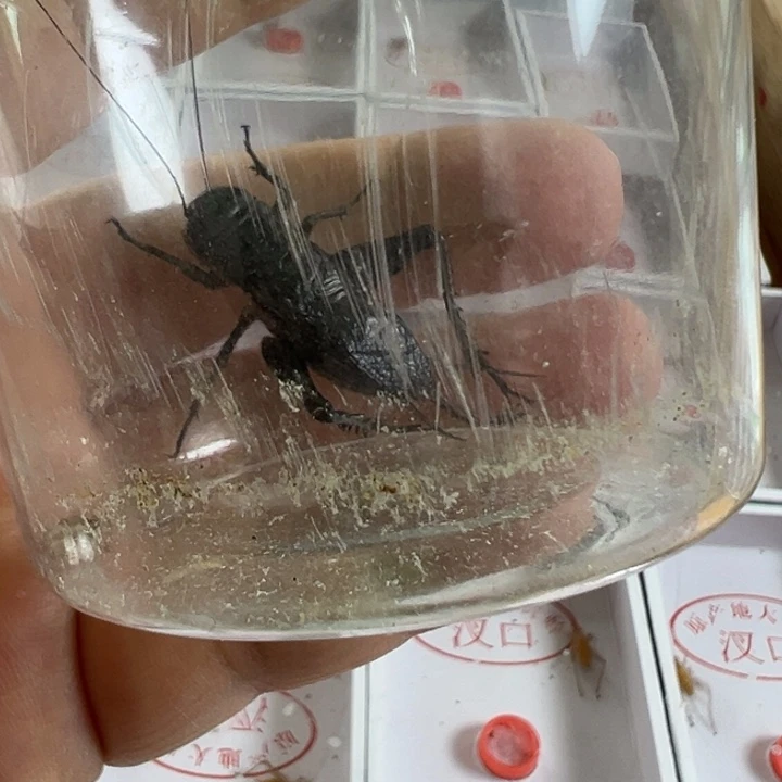 两只大翅黑虫好可爱