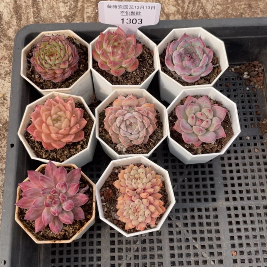 不包整散 盆子不售后1303