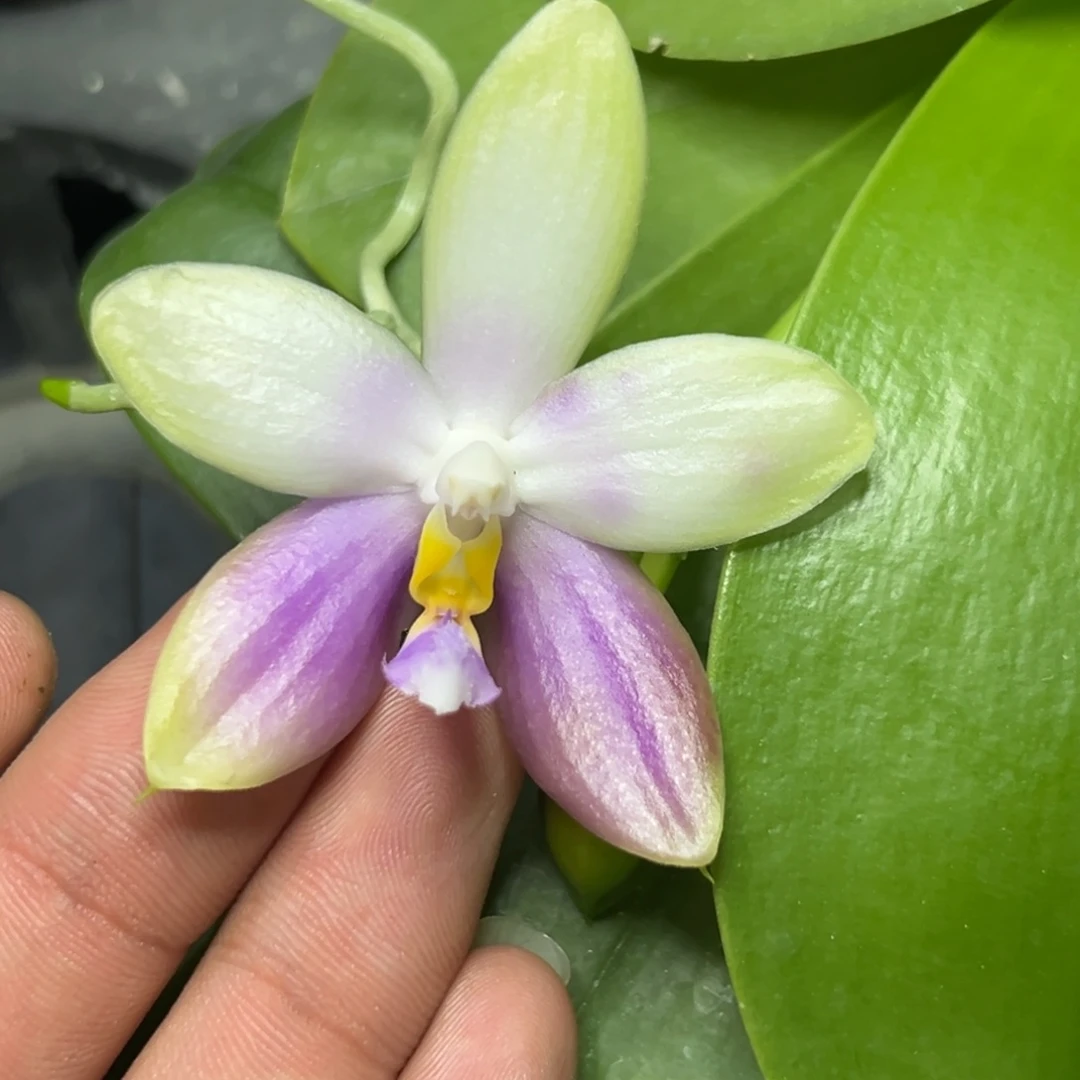 完全开放l662n6506