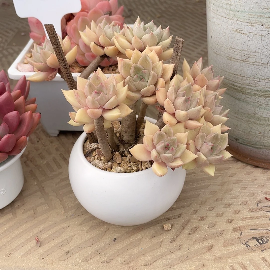 往后余生的肉肉呀