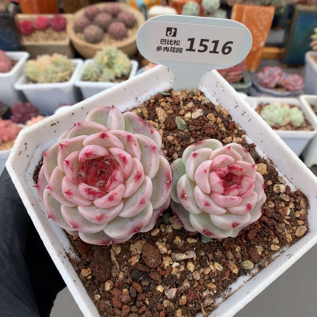 1516 老桩天鹅绒多肉