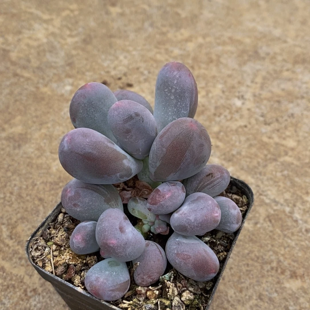 857 米可奶酪6厘米